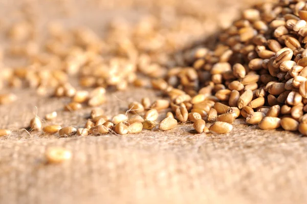 Wheat seeds on rough material — Stock Photo, Image