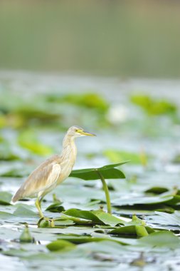 Golden heron (ardeola ralloides) clipart