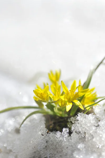 Primavera flor amarilla — Foto de Stock