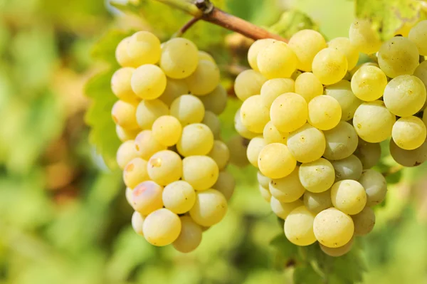 Žluté hrozny ve vinici — Stock fotografie