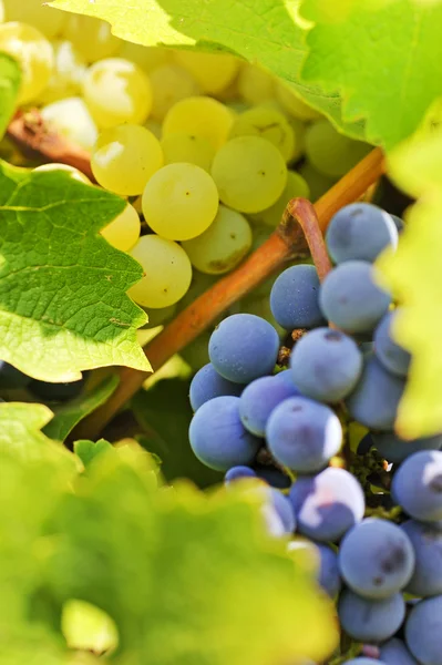 Modré a žluté hrozny ve vinici — Stock fotografie