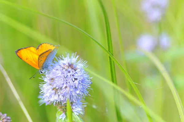 stock image Butterfly - monarch