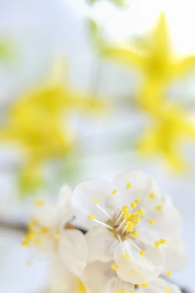 Flor de árvore primavera — Fotografia de Stock