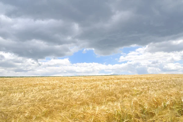 Зерновые поля и летнее облачное небо — стоковое фото