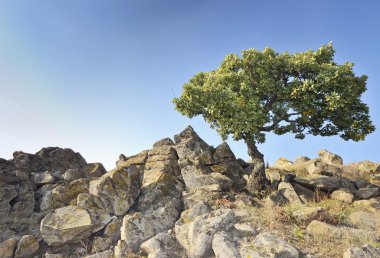 Single tree on rocks clipart