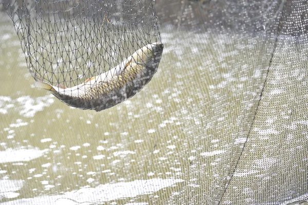 Риба в рибальських сітках — стокове фото