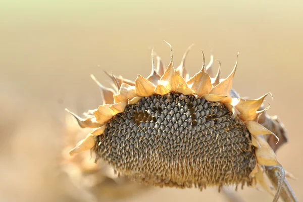 stock image Harvest sunflower seeds