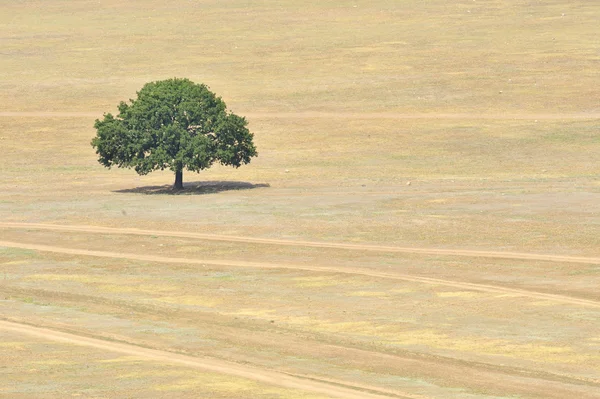 Árvore única no campo — Fotografia de Stock