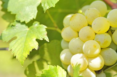 Yellow grapes in the vineyard clipart