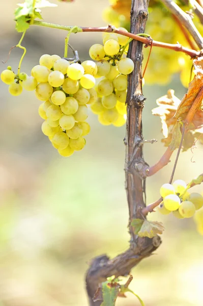 Yellow grapes in the vineyard — Stock Photo, Image