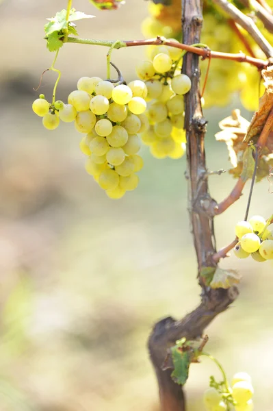 Gele druiven in de wijngaard — Stockfoto