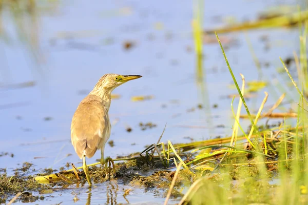 stock image Golden heron (ardeola ralloides)