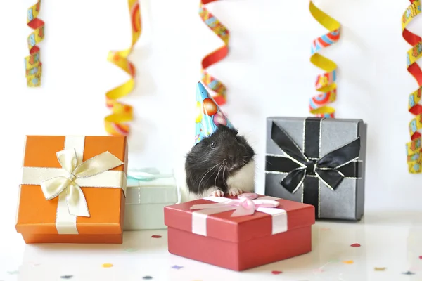 Guinea pig and gifts — Stock Photo, Image