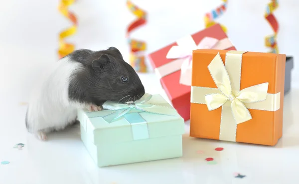 기니 돼지와 선물 — 스톡 사진