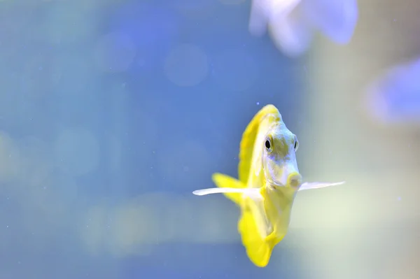 Желтая рыба Тан (Zebrasoma flavescens ) — стоковое фото