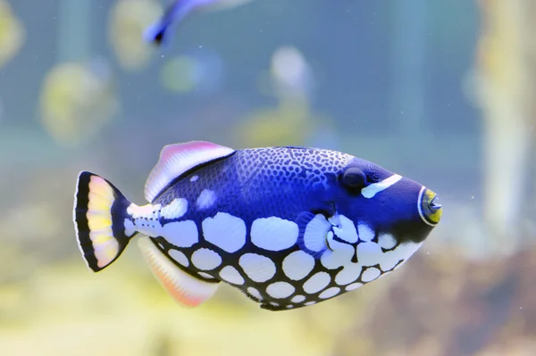 Peixe-borboleta colorido em um aquário — Fotografia de Stock