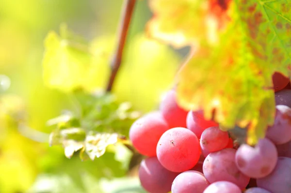 Røde druer i vingården – stockfoto