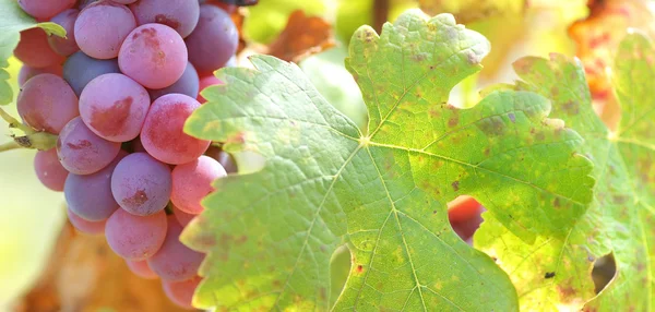 Rode druiven in de wijngaard — Stockfoto