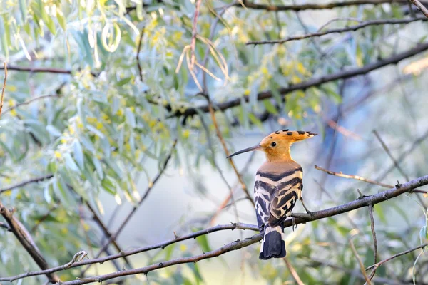 stock image Hoopoe (Upupa epops)