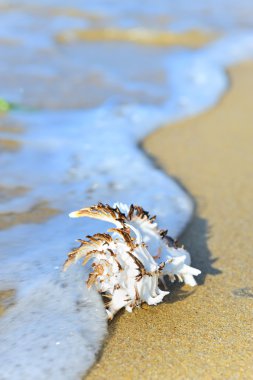 Shell kum üzerinde