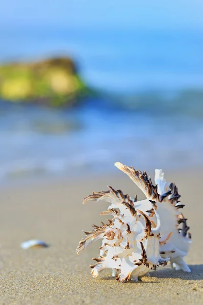 Kuori hiekalla — kuvapankkivalokuva