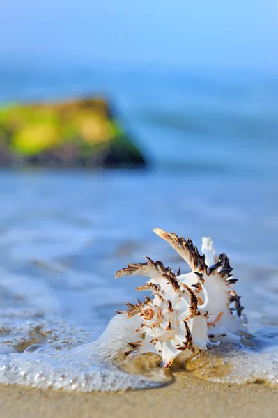 Muschel auf Sand — Stockfoto