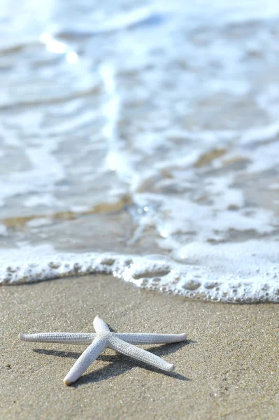 Estrella sobre arena —  Fotos de Stock