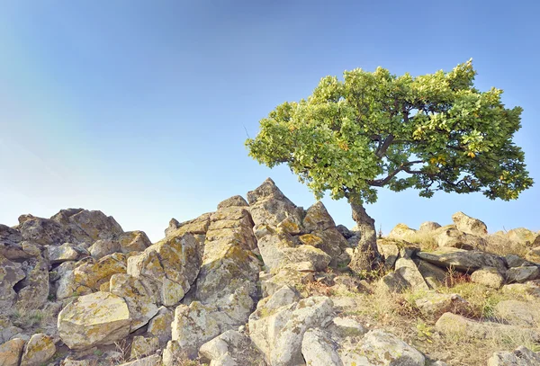 Ενιαίο δέντρο στους βράχους — Φωτογραφία Αρχείου