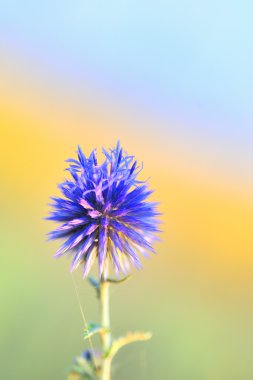 Thistle close-up clipart