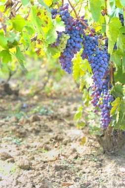 Blue grapes in the vineyard clipart