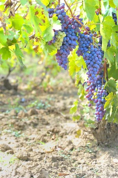 Голубой виноград на винограднике — стоковое фото
