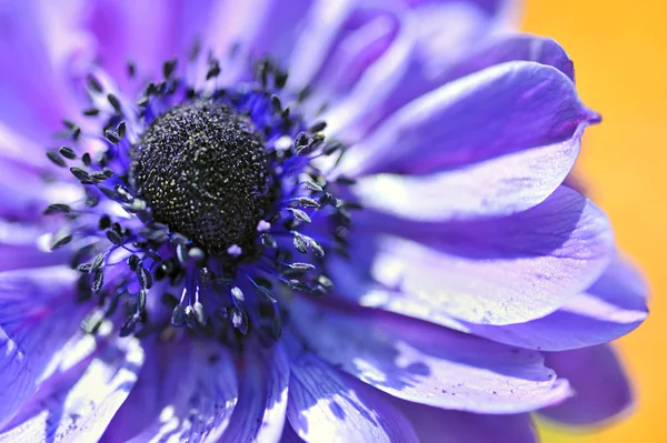 stock image Purple macro flower