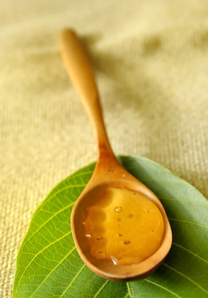 Acacia honey — Stock Photo, Image