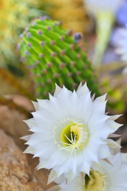 Cereus kaktüs