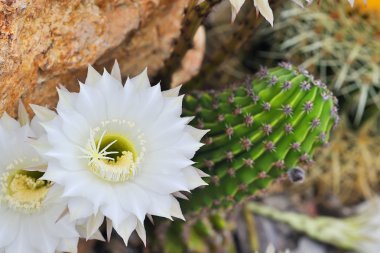 Cereus cactus clipart