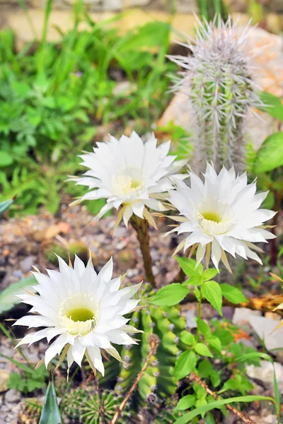 Cereus cactus — Stock Photo, Image