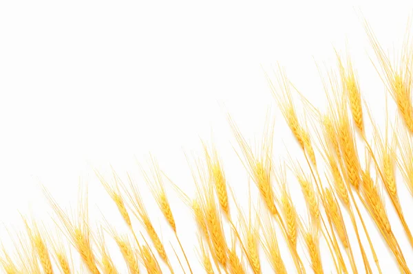 Пшеница изолирована на белом — стоковое фото