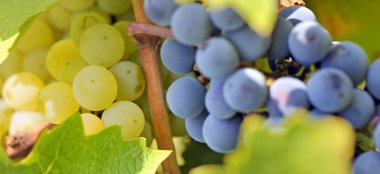 Blue and yellow grapes in the vineyard clipart
