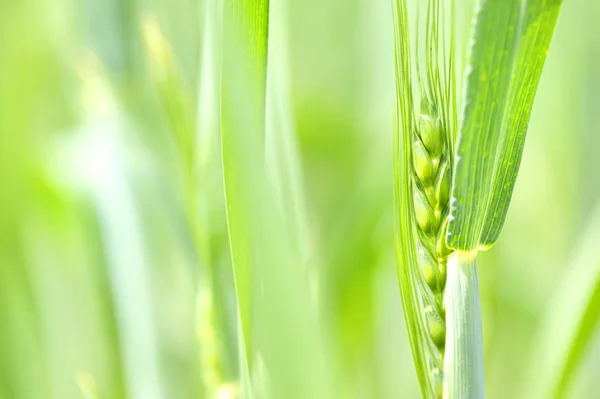 Крупный план свежей зеленой пшеницы — стоковое фото