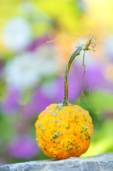 Harvested pumpkin — Stock Photo, Image