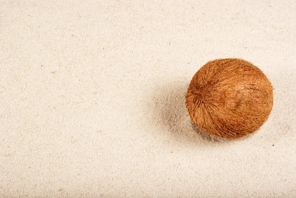 stock image Coconut