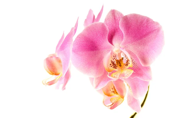 Розовая орхидея Лицензионные Стоковые Фото