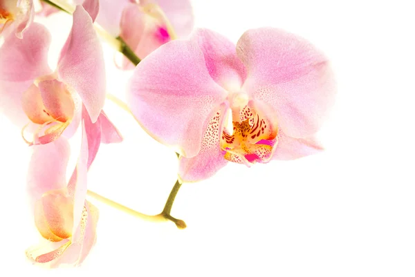 Квітка орхідеї Стокова Картинка