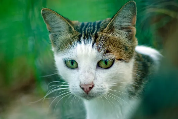 stock image Sweet cat