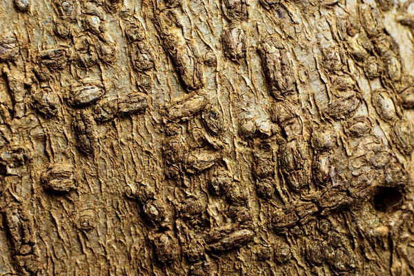 Кора дерева Стокове Фото