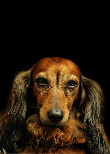 Dakshund Royaltyfria Stockbilder