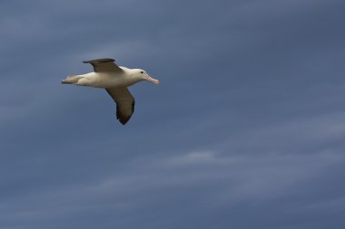Royal Albatross in Flight clipart