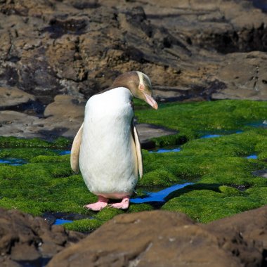 Yelloweyed Penguin Posing clipart