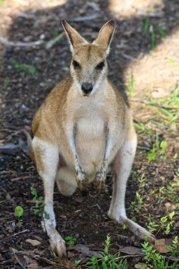 Wallaby in the Shade clipart