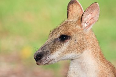 Wallaby Portrait clipart